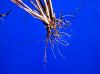 image of Leptochloa filiformis