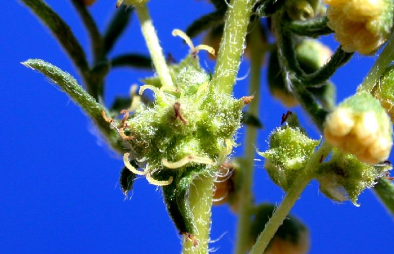 Asteraceae Ambrosia confertiflora