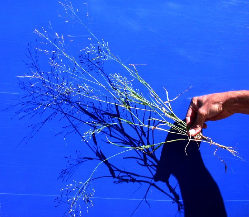 Poaceae Panicum capillare