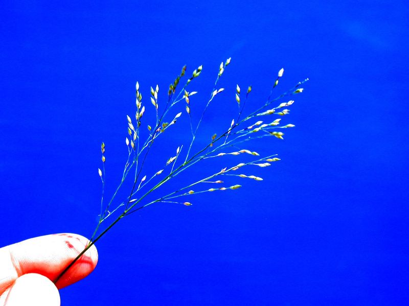 Poaceae Panicum capillare