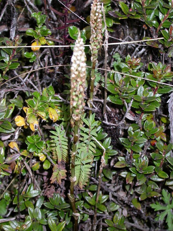 Orchidaceae Aa paleacea