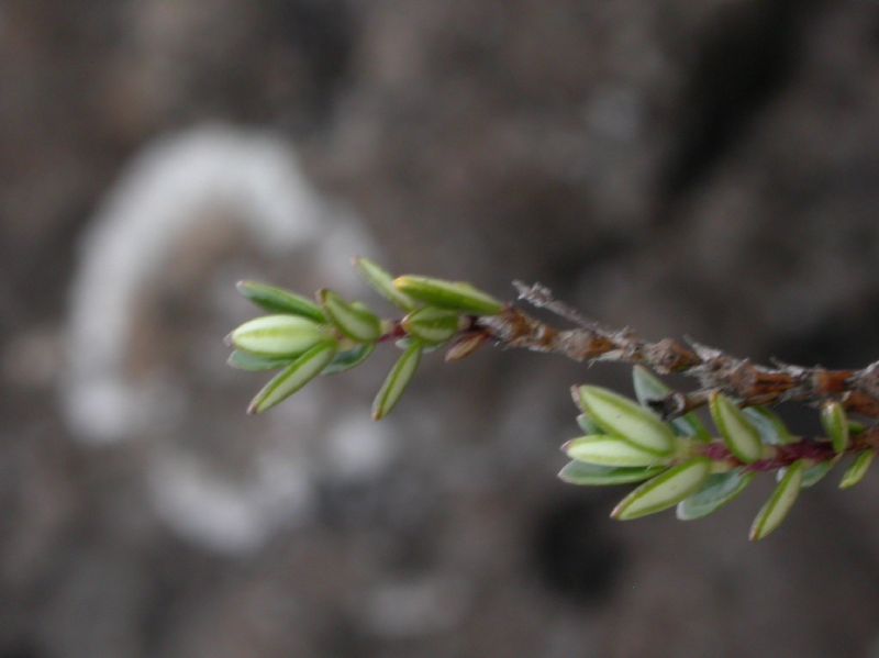 Rubiaceae Arcytophyllum lavarum