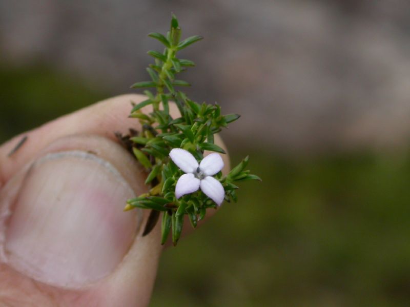 Rubiaceae Arcytophyllum muticum