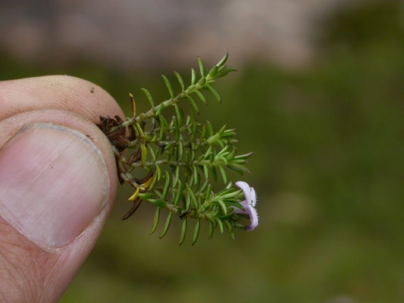 Rubiaceae Arcytophyllum muticum