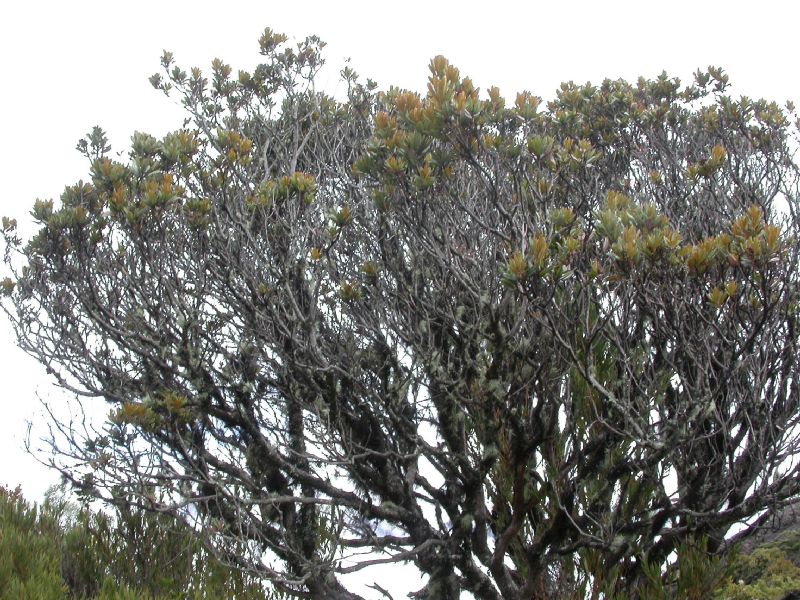 Ericaceae Comarostaphylis arbutoides