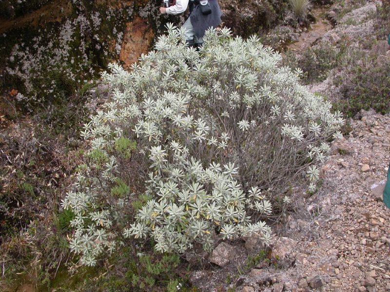 Asteraceae Diplostephium costaricense