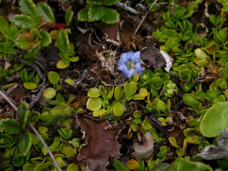 Gentianaceae Gentiana sedifolia