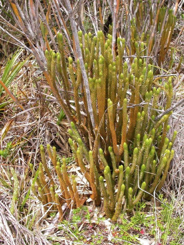 Lycopodiaceae Phlegmariurus talamancanus