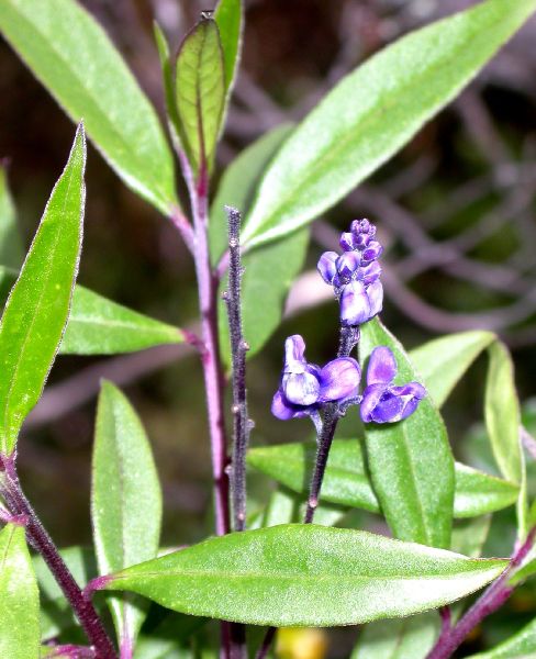 Polygalaceae Monnina crepinii