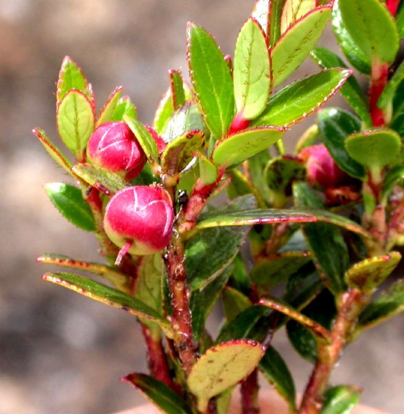 Ericaceae Pernettya coriacea