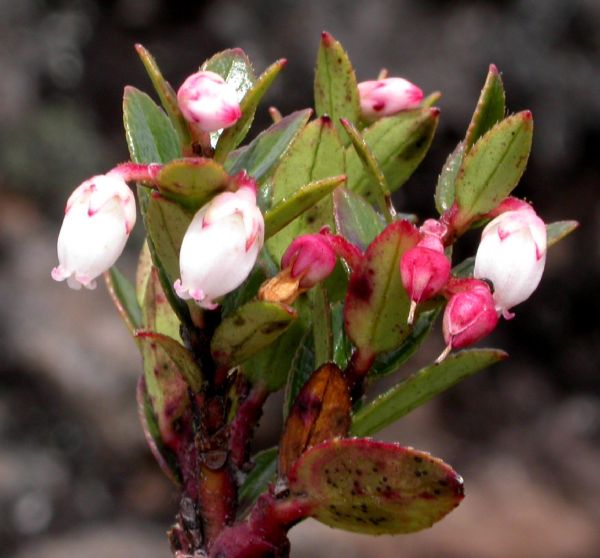 Ericaceae Pernettya coriacea