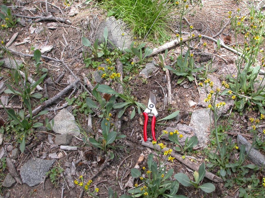 Asteraceae Senecio wootonii