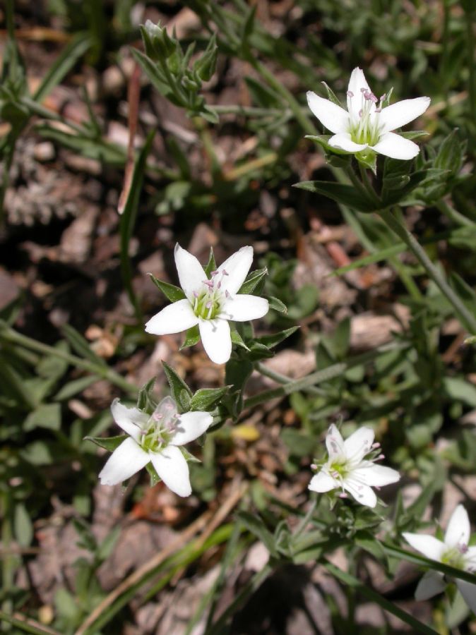 Caryophyllaceae Arenaria lanuginosa