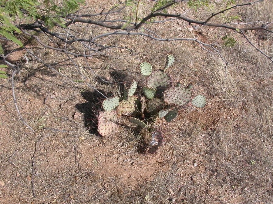 Cactaceae Opuntia macrocentra