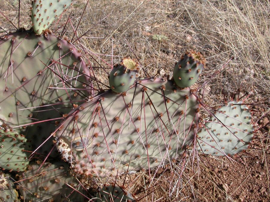 Cactaceae Opuntia macrocentra