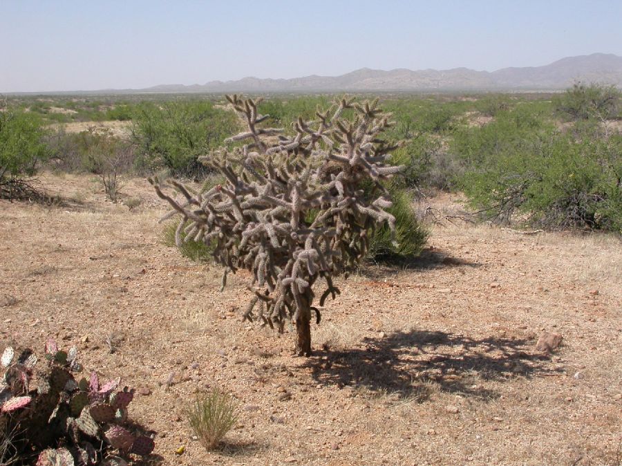 Cactaceae Opuntia spinosior