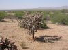 image of Opuntia spinosior