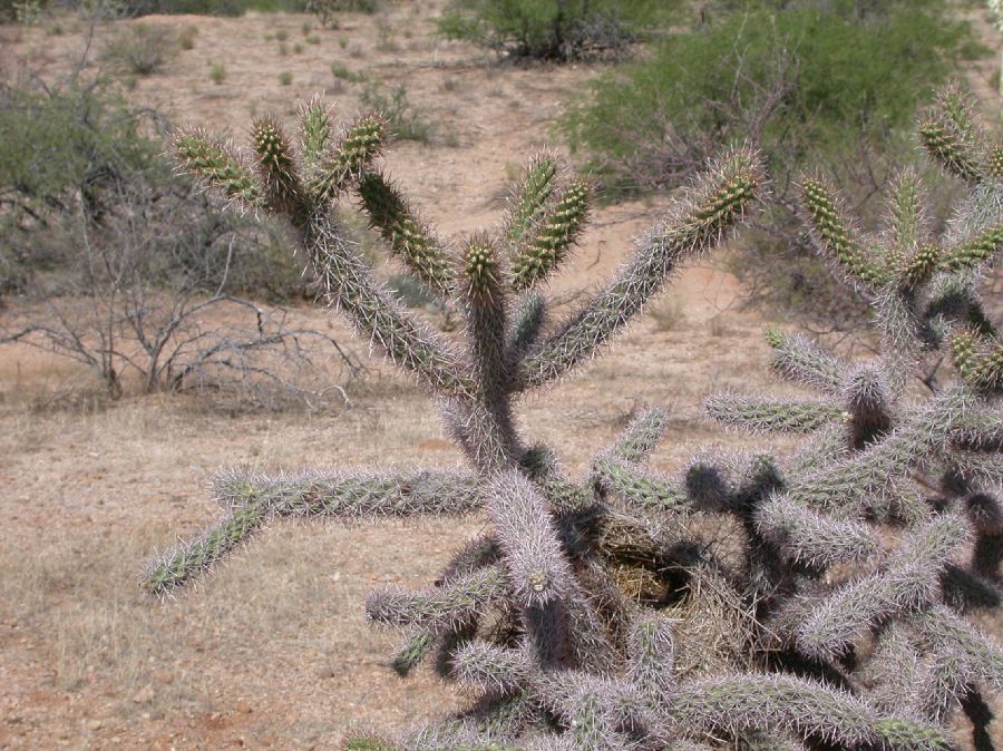 Cactaceae Opuntia spinosior