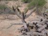 image of Opuntia spinosior