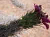 image of Opuntia spinosior