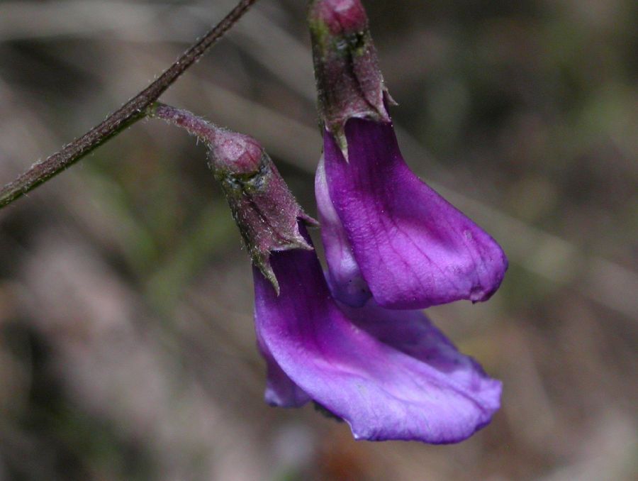 Fabaceae Vicia americana