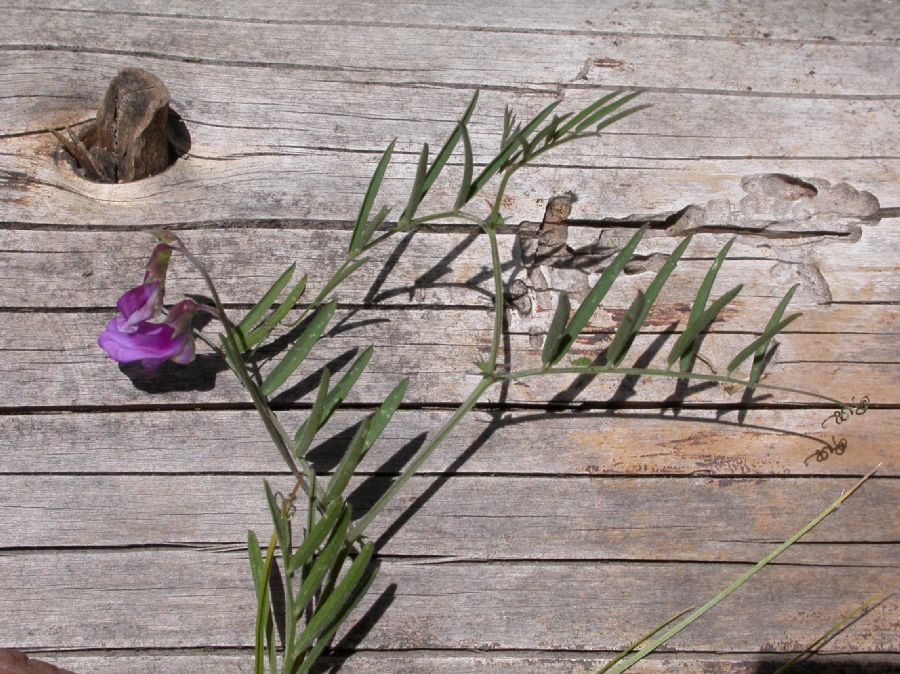 Fabaceae Vicia americana