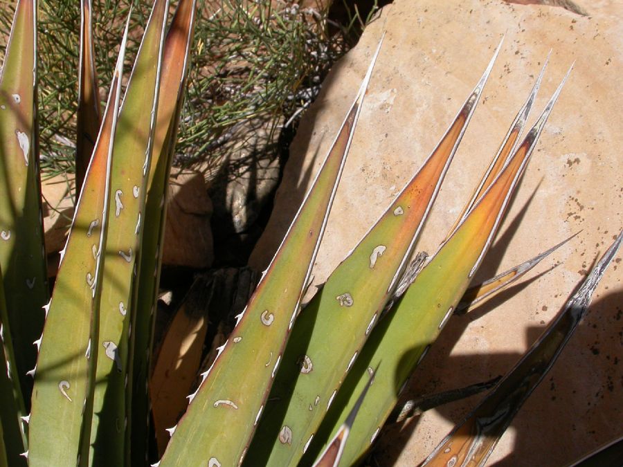 Asparagaceae Agave utahensis