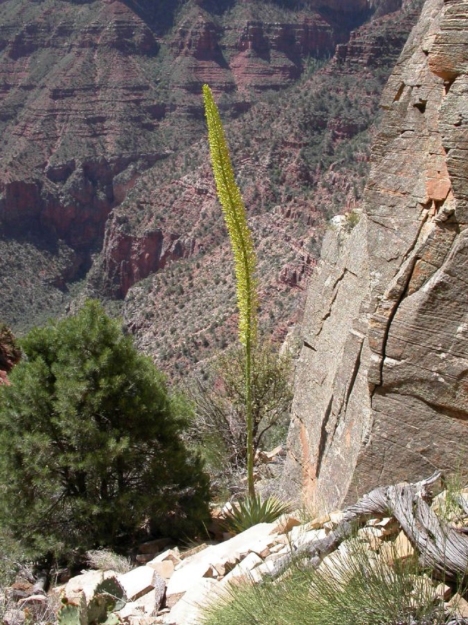 Asparagaceae Agave utahensis