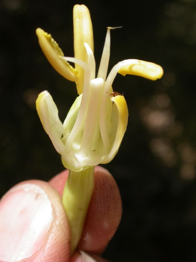 Asparagaceae Agave utahensis