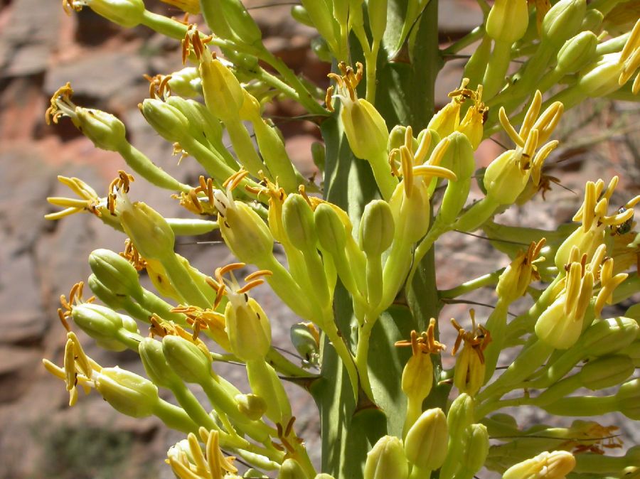 Asparagaceae Agave utahensis