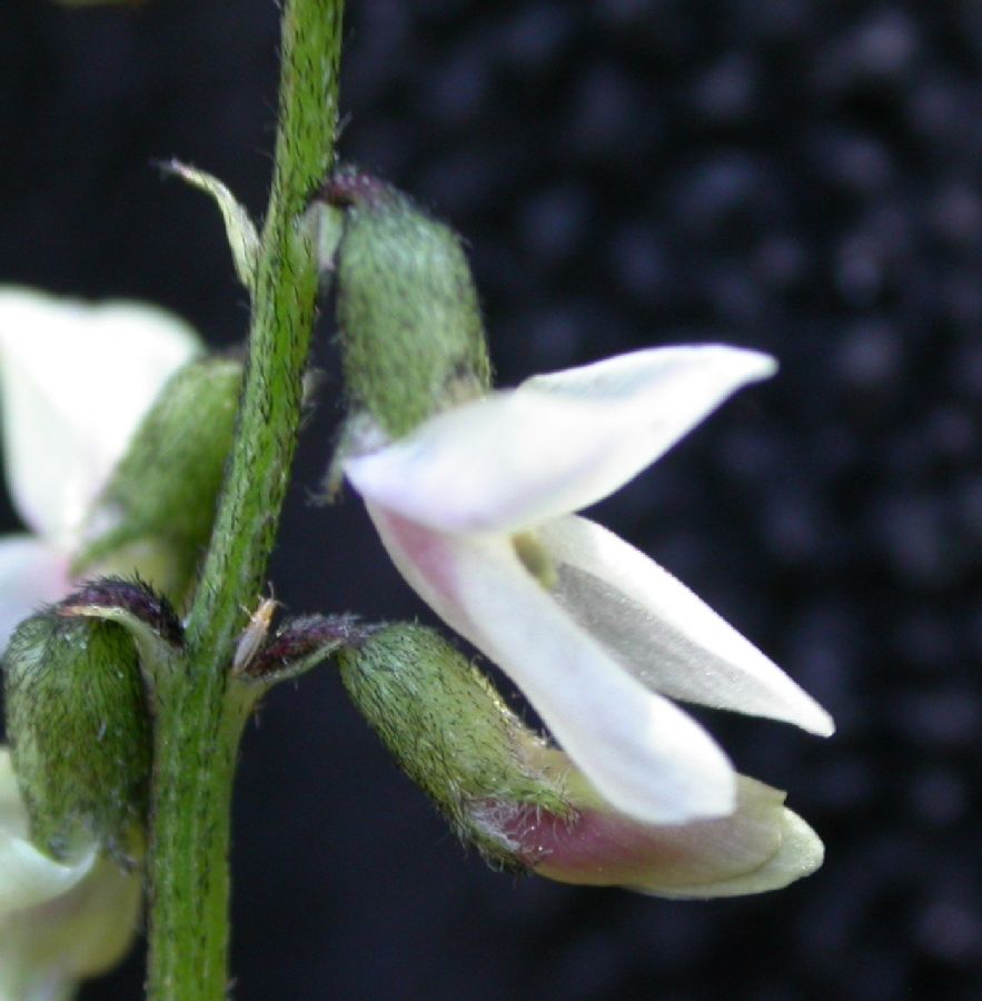 Fabaceae Astragalus rusbyi