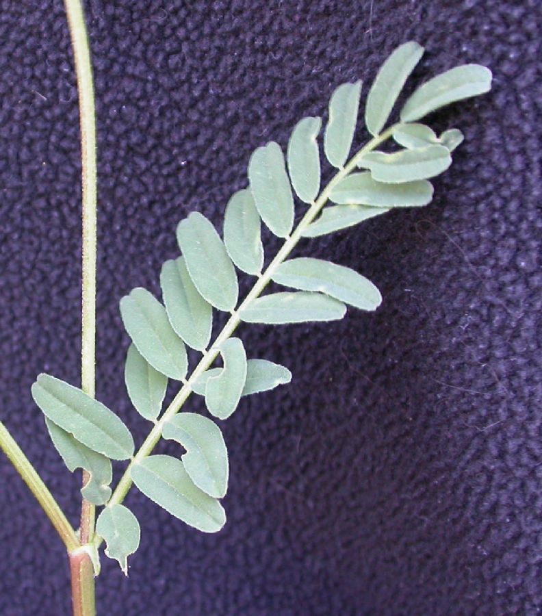 Fabaceae Astragalus rusbyi