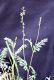 image of Astragalus rusbyi