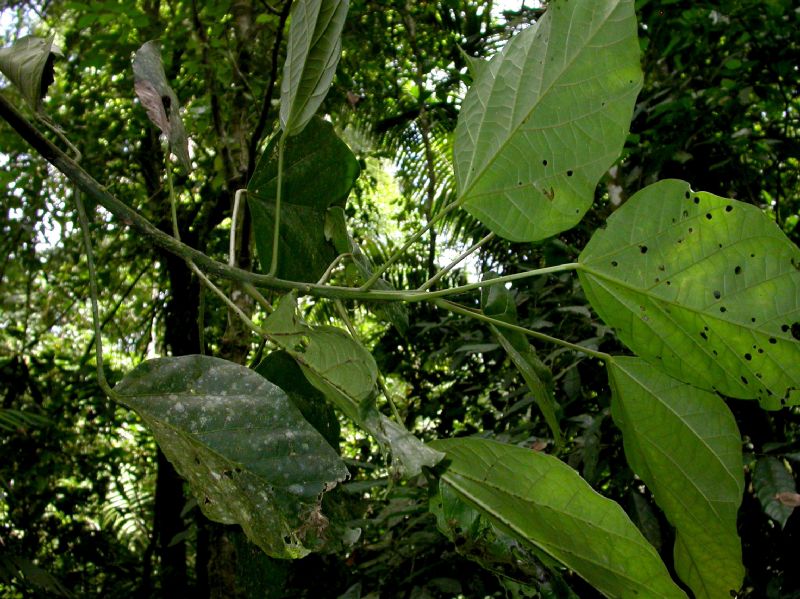 Hernandiaceae Hernandia stenura