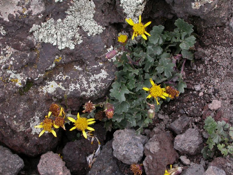 Asteraceae Senecio franciscanus