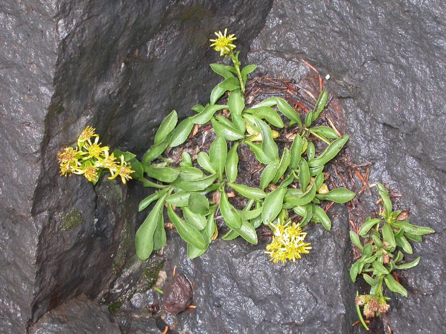 Asteraceae Solidago multiradiata