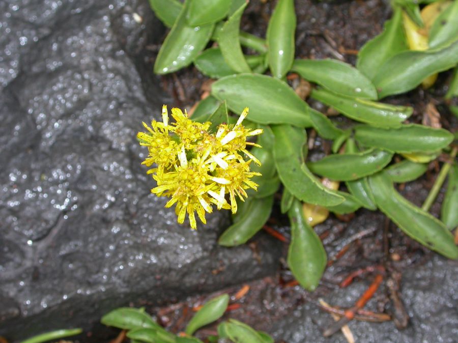 Asteraceae Solidago multiradiata