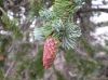 image of Picea engelmannii