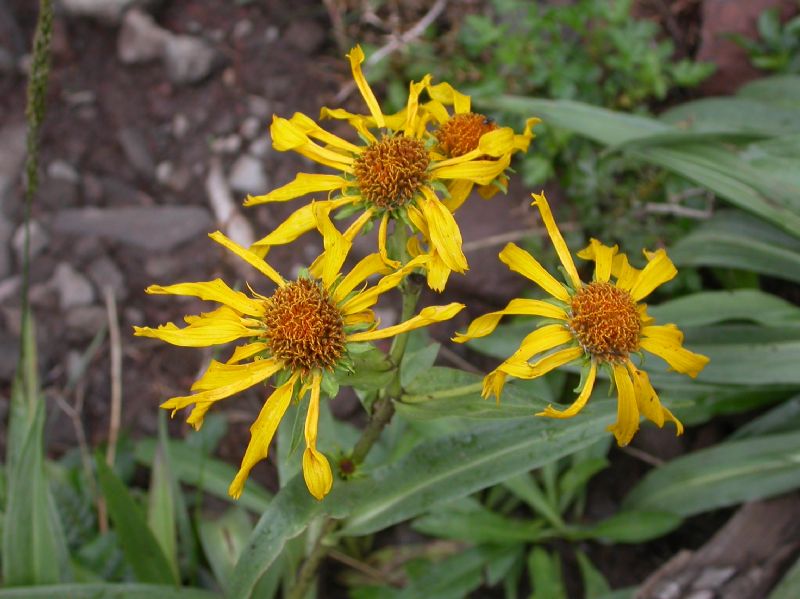 Asteraceae Dugaldia hoopesii