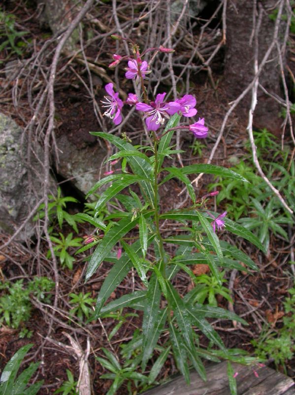 Onagraceae Epilobium angustifolium