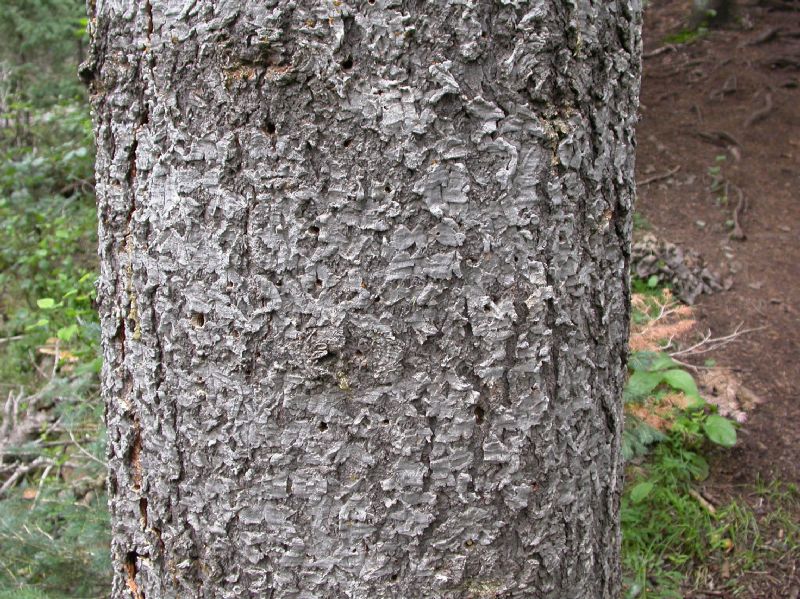 Pinaceae Abies lasiocarpa