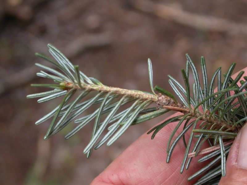 Pinaceae Abies lasiocarpa