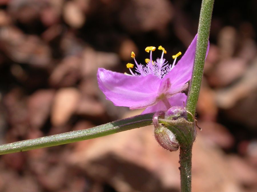 Commelinaceae Tradescantia pinetorum