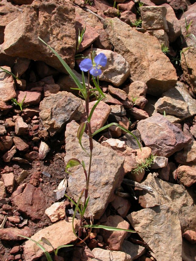Commelinaceae Commelina dianthifolia