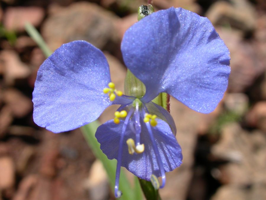Commelinaceae Commelina dianthifolia
