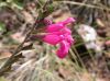 image of Salvia lemmoni