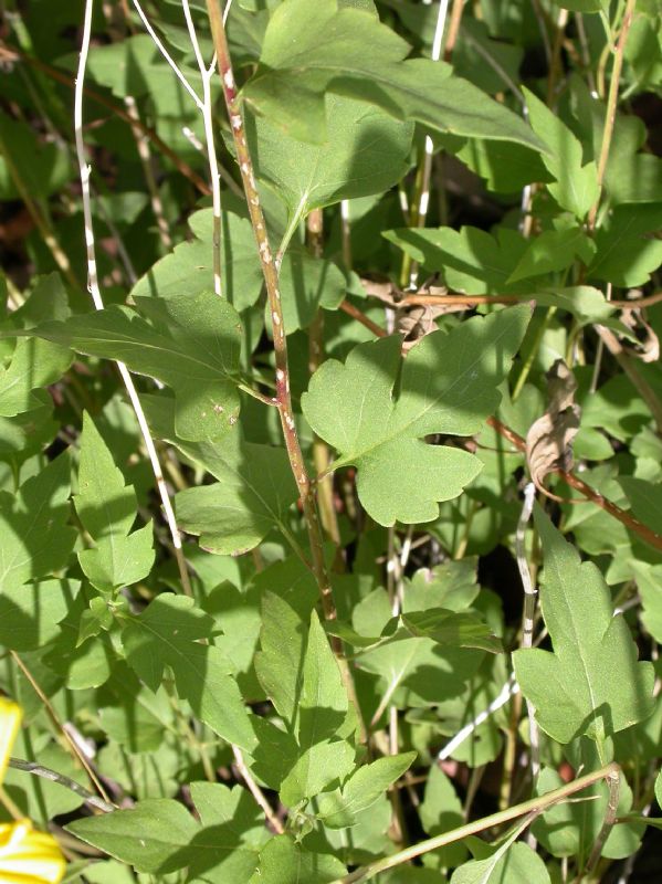 Asteraceae Viguiera triloba