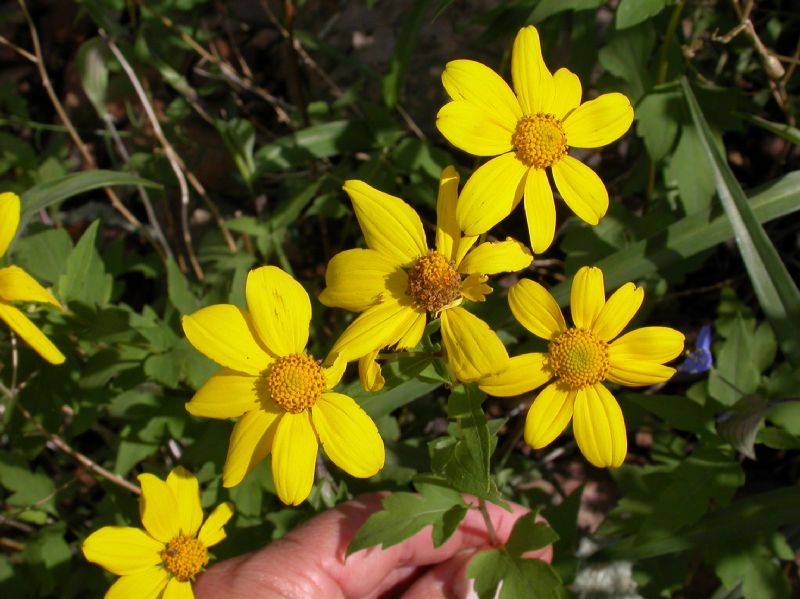 Asteraceae Viguiera triloba