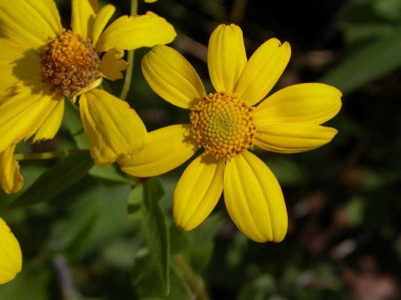 Asteraceae Viguiera triloba