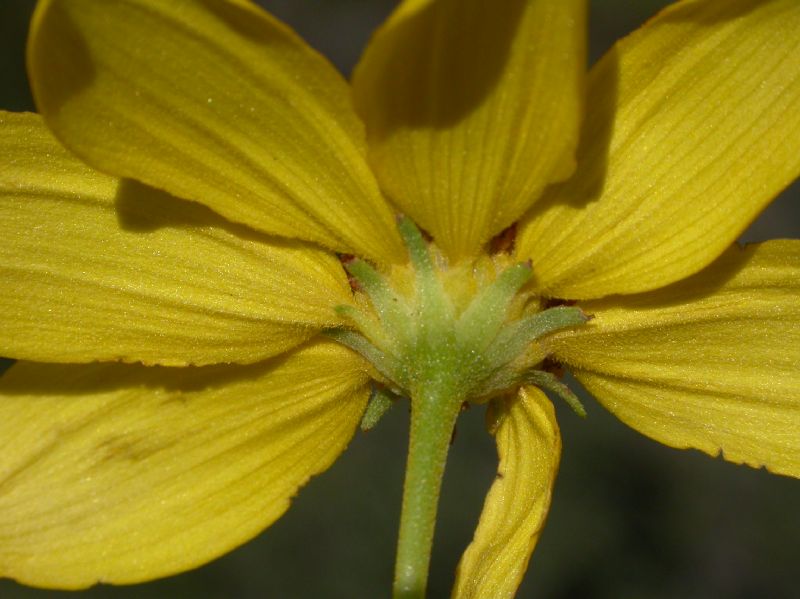 Asteraceae Viguiera triloba